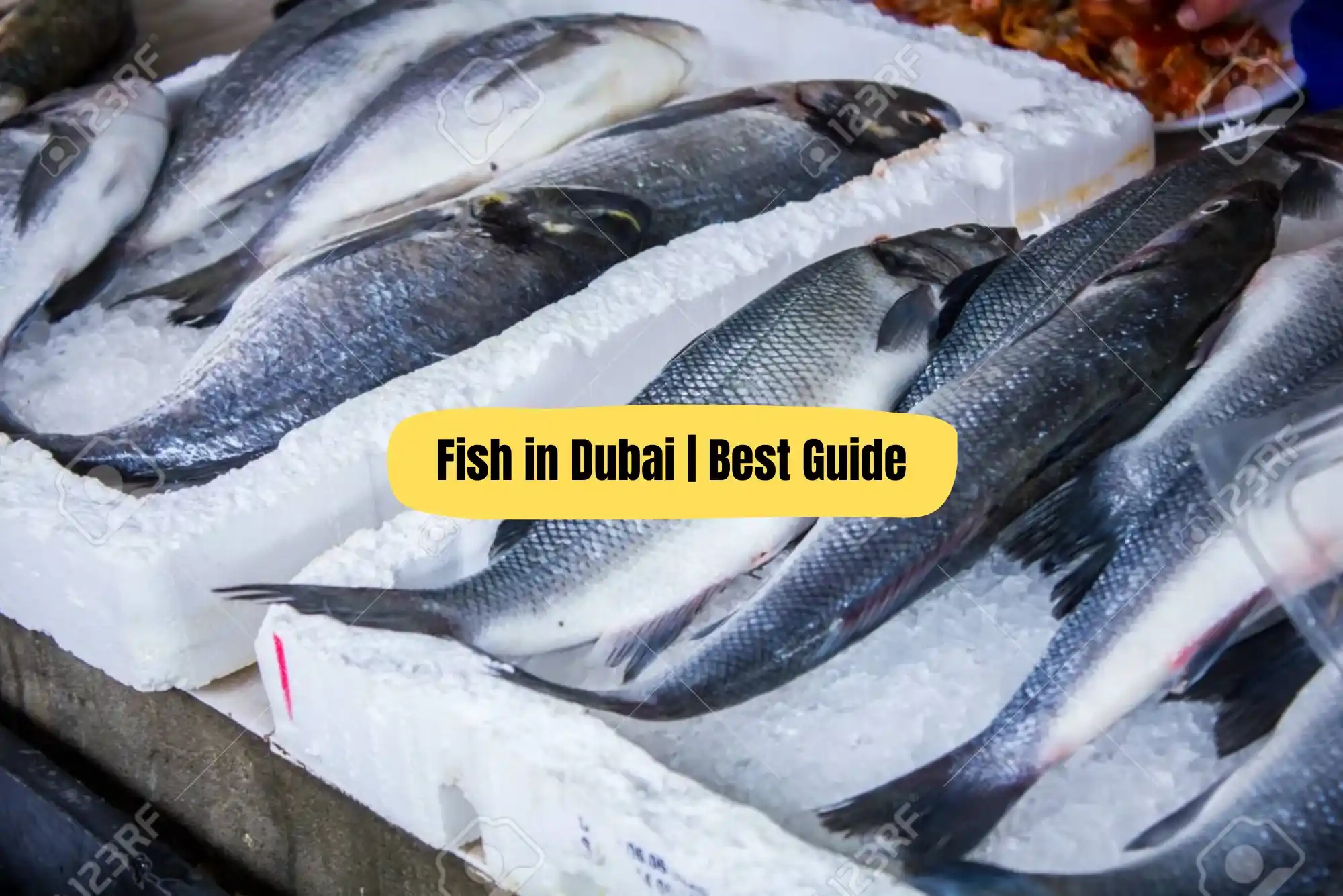 Best Ways to Store Fish from United Fish in Dubai | Best Guide