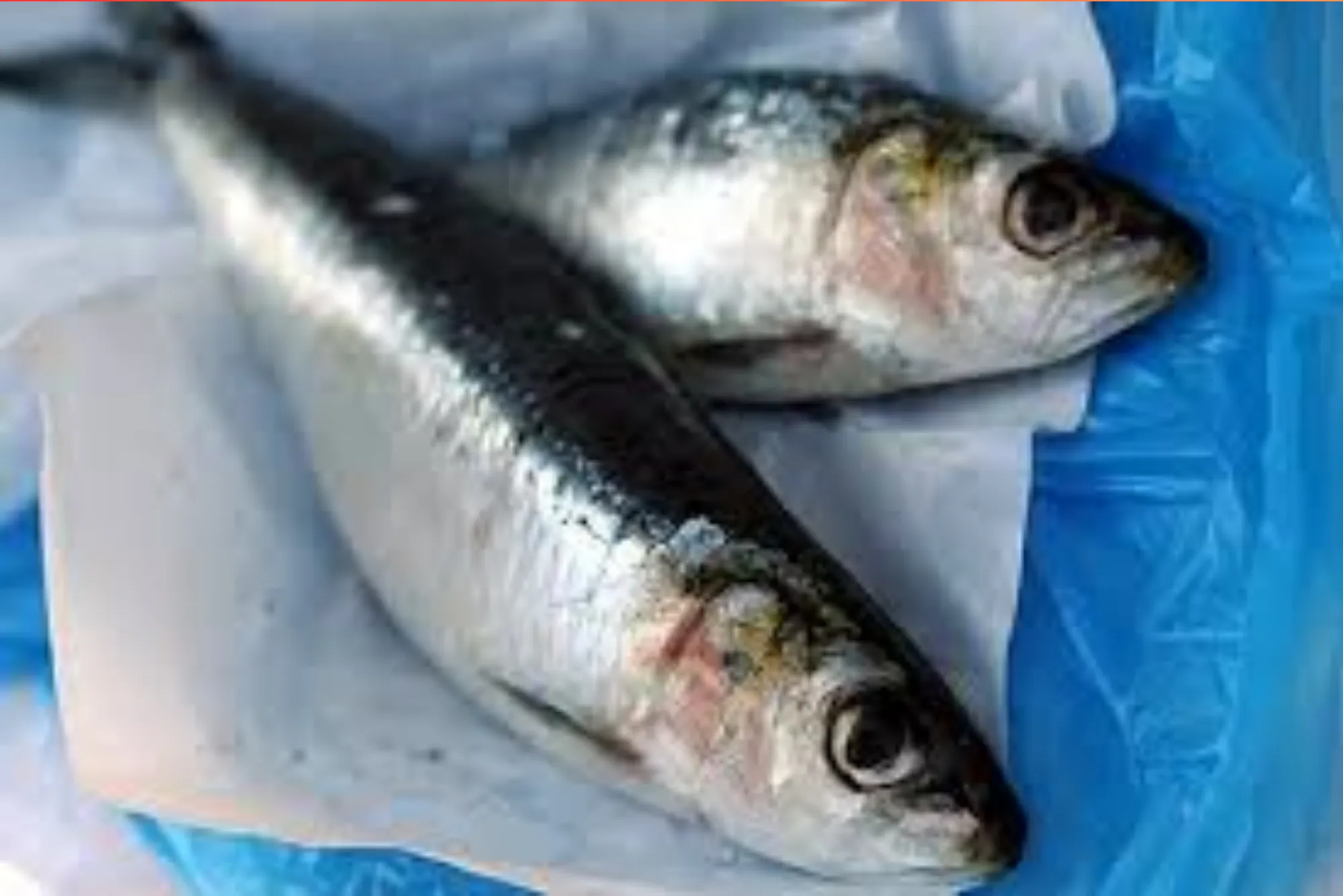 How to Choose Quality and Affordable Sardine Fish for Your Family