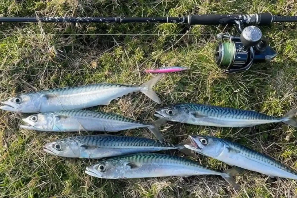 How to Spot Real vs Fake King Fish in Dubai – Trusted Guide