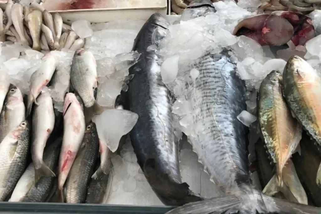 Complete Guide to Visiting Ajman Fish Market for First-Time Buyers