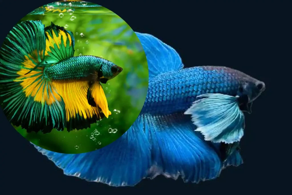 Ultimate Guide to Betta Fish Dubai – Where Locals Buy Fresh Daily
