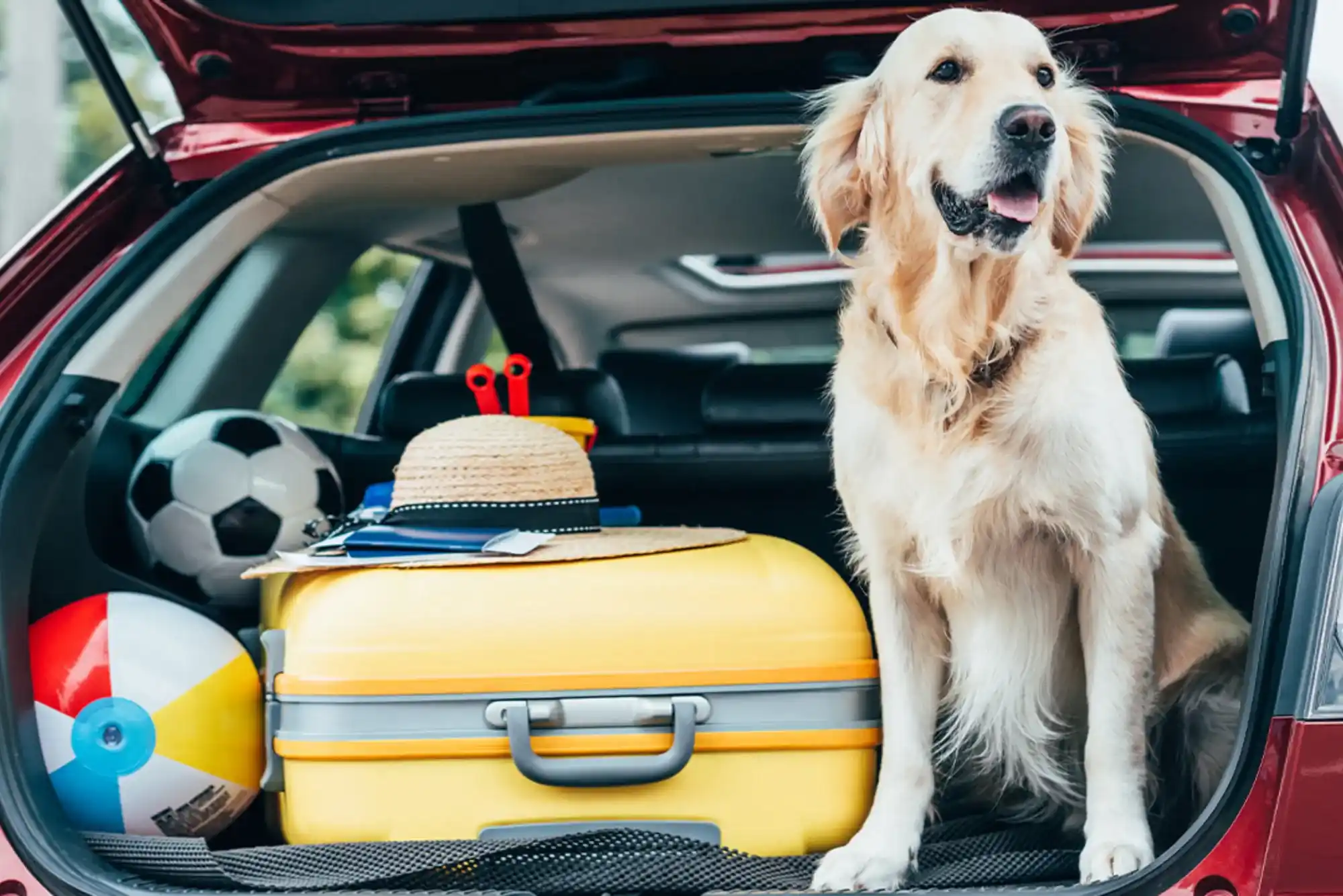 Stress-Free Pet Travel