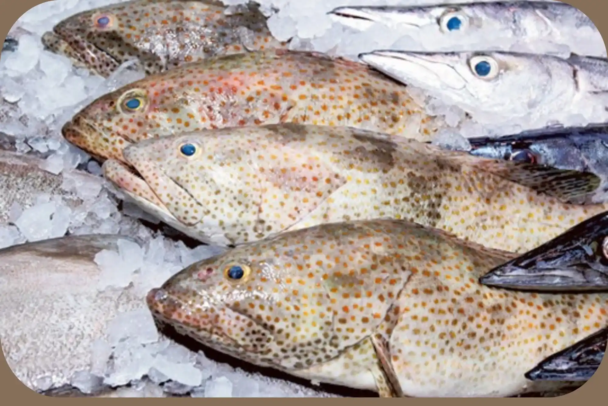 Top rated hamour fish benefits UAE Episode