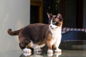 Can a Cat Live in a Studio Apartment? Best Practices for Small Spaces