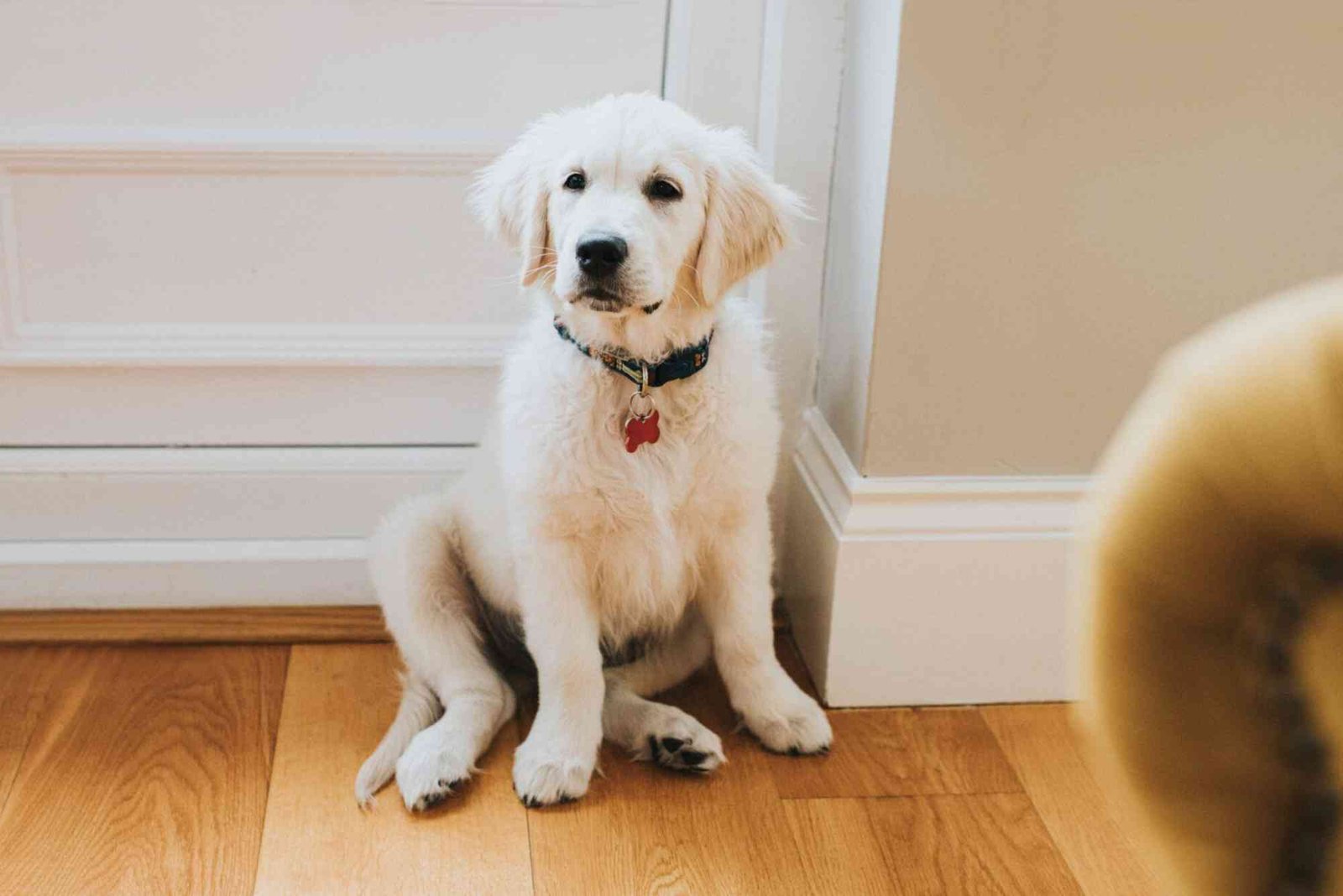 How to Potty Train a Puppy in an Apartment: Routine, Pads, and Crate Tips
