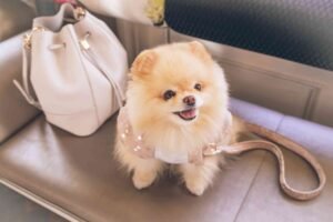 What Is the Best Pet for an Apartment? Low-Noise, Low-Space Friendly Options