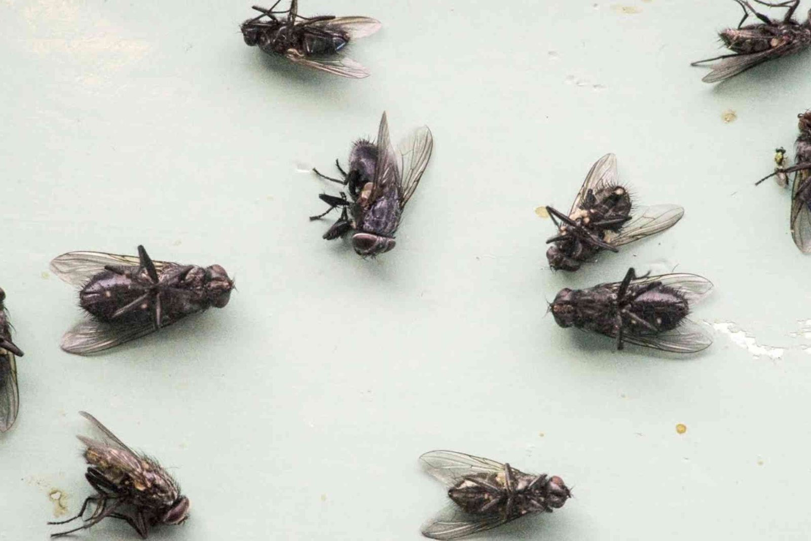 How to Get Rid of Flies in an Apartment
