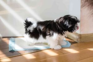 How to Potty Train a Dog in an Apartment: Indoor and Outdoor Methods