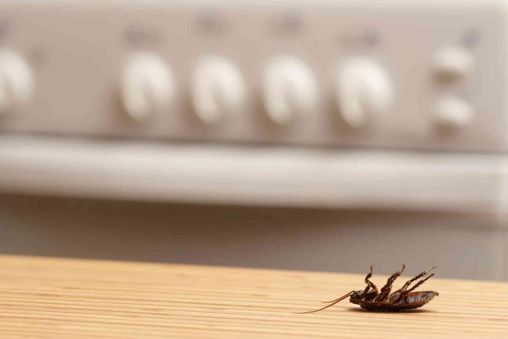How to Prevent Cockroaches in an Apartment: Sealing, Cleaning, and Treatment