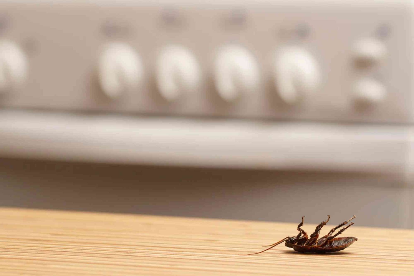 How to Prevent Cockroaches in an Apartment: Sealing, Cleaning, and Treatment
