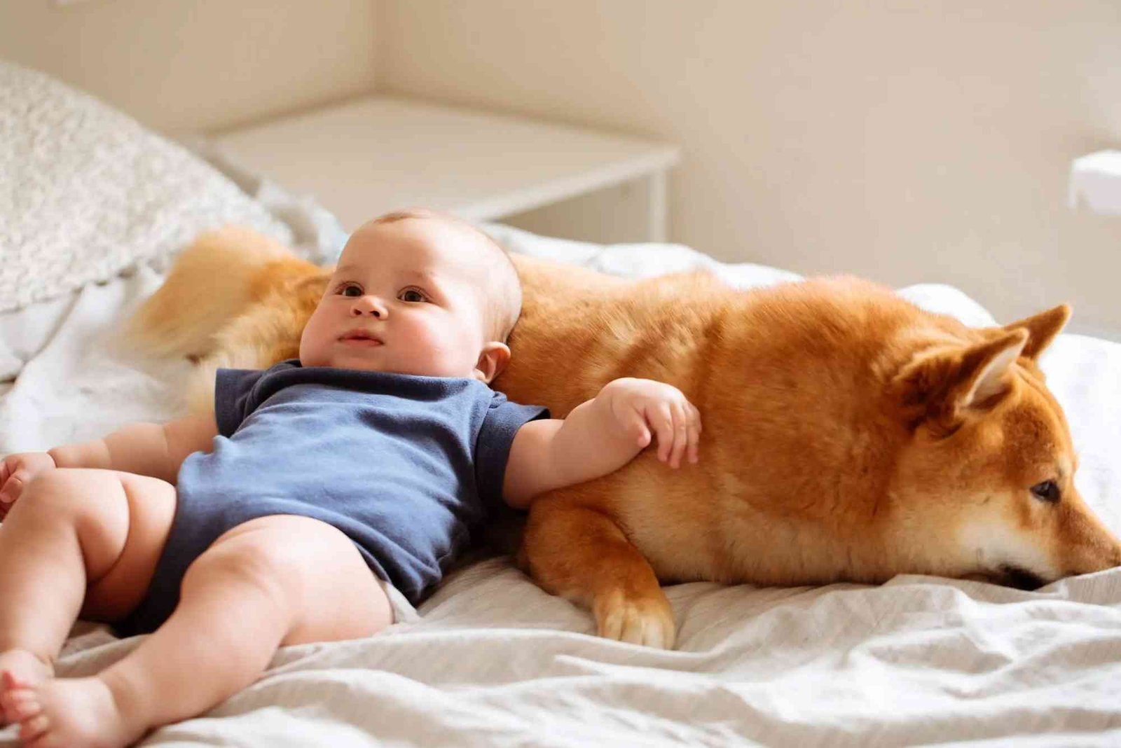 What Are Good Apartment Dogs