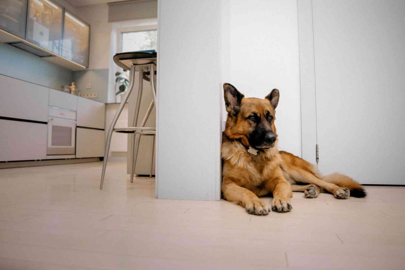 Can a German Shepherd Live in an Apartment?
