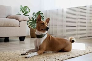Can a Husky Live in an Apartment