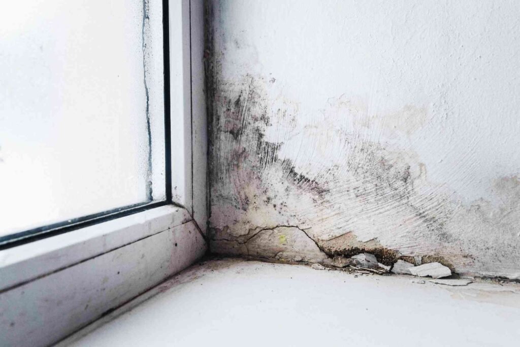How to Check for Mold in an Apartment