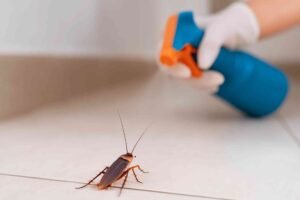 How to Control Cockroaches in an Apartment: Prevention and Treatment