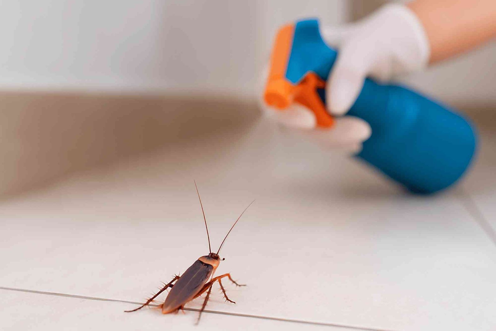 How to Control Cockroaches in an Apartment: Prevention and Treatment