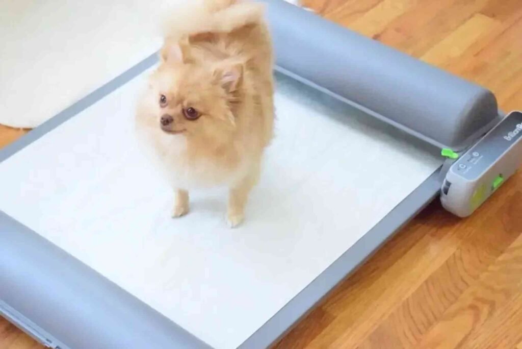 How to Crate Train a Puppy in an Apartment: Calm and Consistent Methods