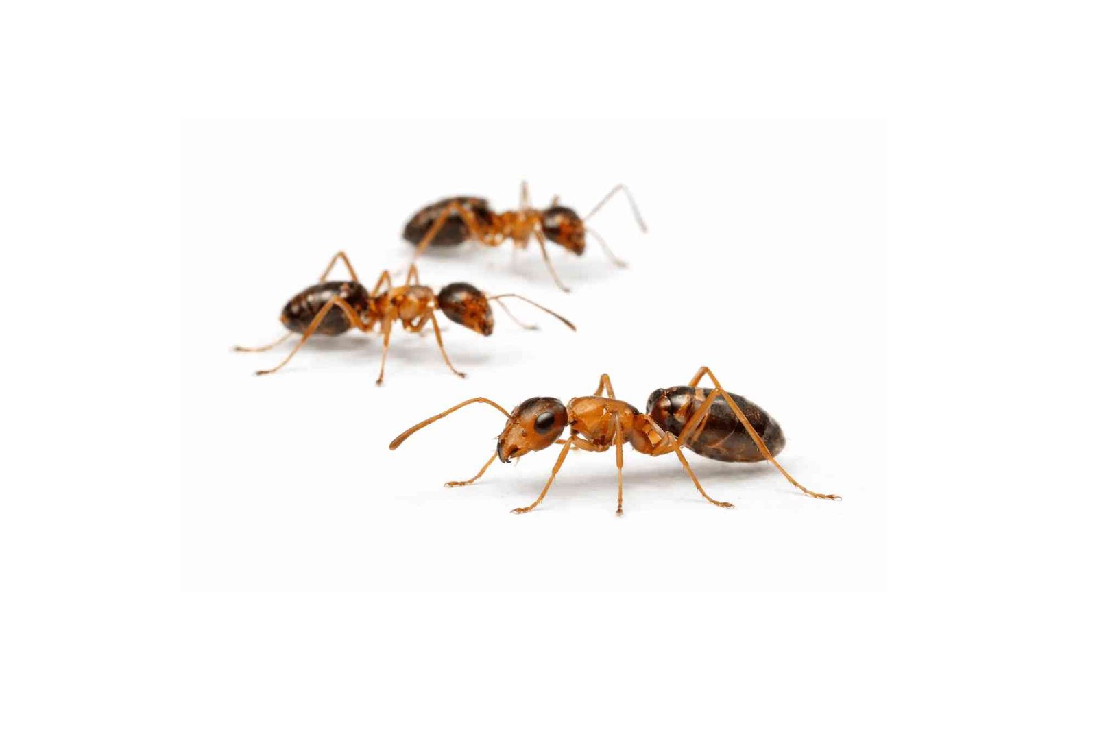 How to Get Rid of Pharaoh Ants in an Apartment Safely