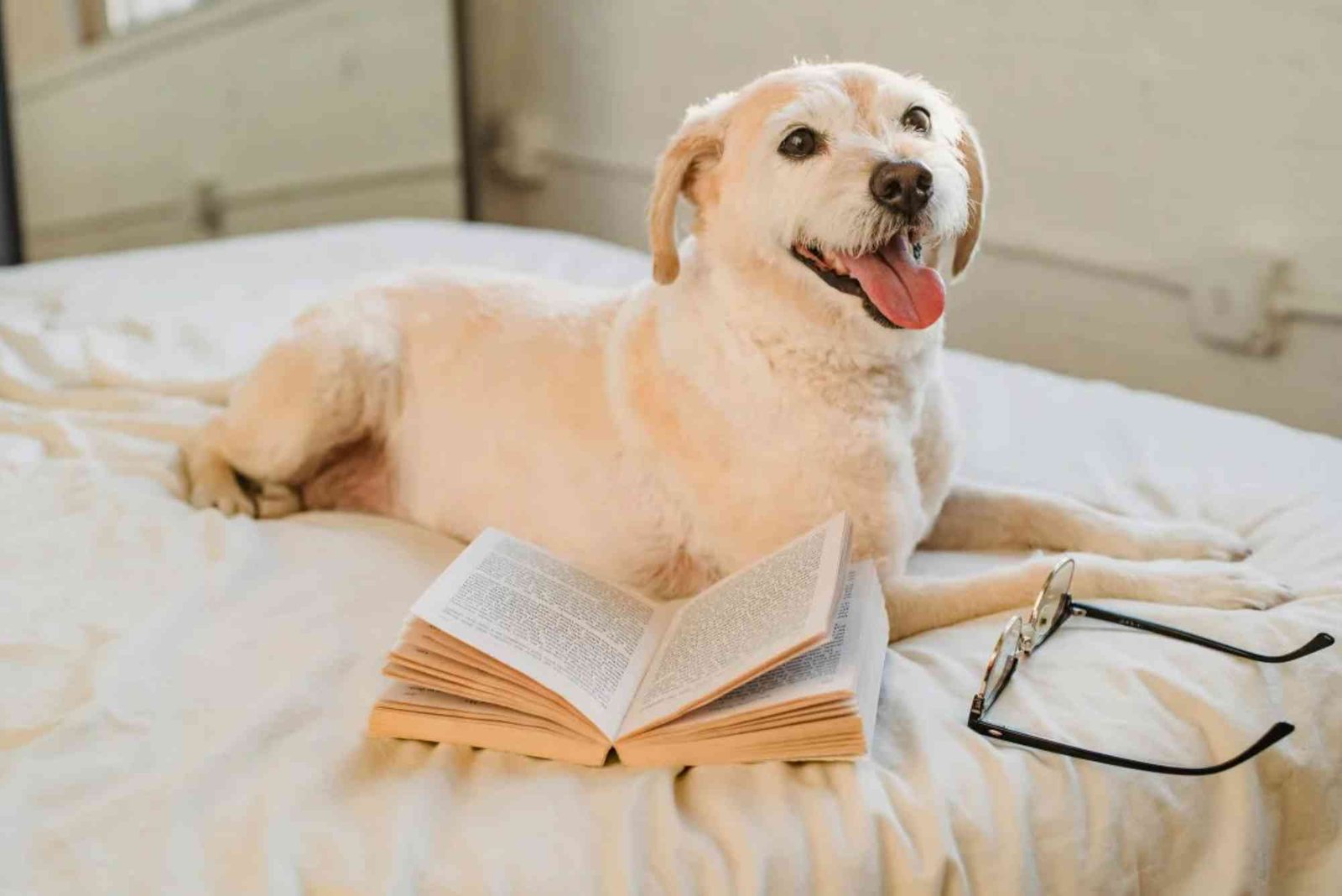 How to Raise a Dog in an Apartment: Daily Routine and Training Tips